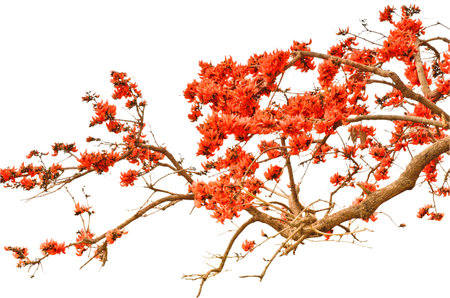 Flame of forest flowers on whiteの写真素材