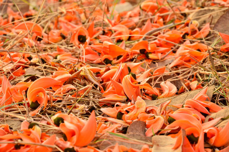 Flowers fall on the dried grass
