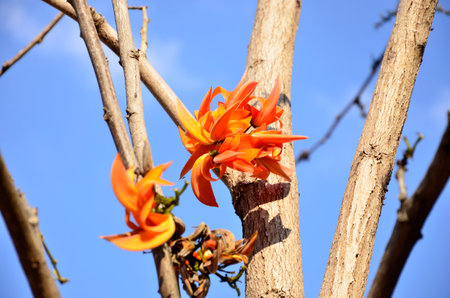 Branches of flame of forest flowers