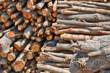 New firewood in the sunlight