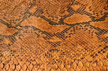 Old spread boa skin textured closeup