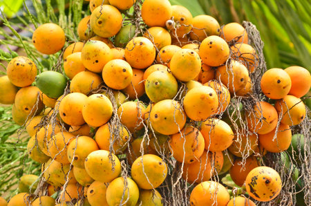 Group of golden palm fruitsの写真素材