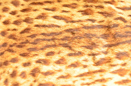 Old spread tiger skin pattern closeupの写真素材