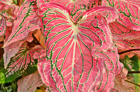 Beautiful pink leaves of caladium tree