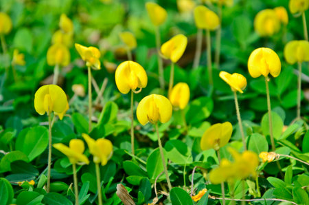 Yellow brazil bean flowers closeupの写真素材