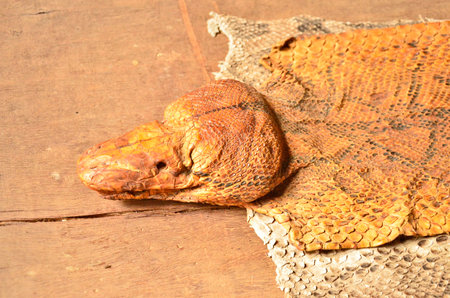Dried head of died big boa snake