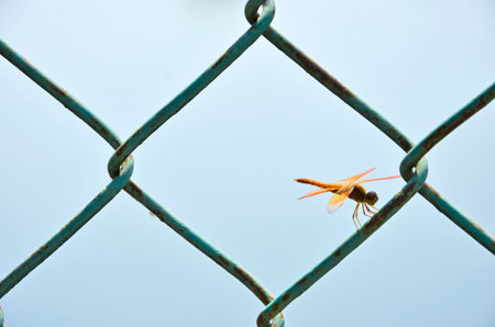 Little dragonfry with wire netの写真素材