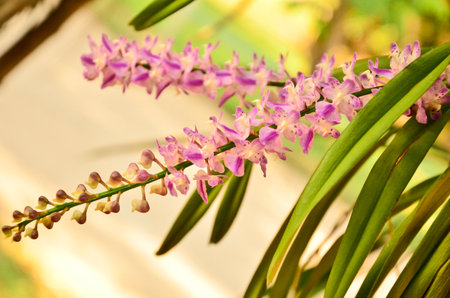 Beautiful violet orchids with leavesの写真素材