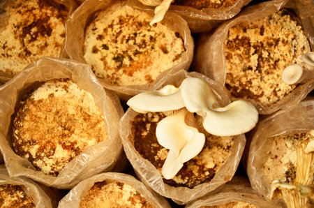 White mushroom in plastic bagsの写真素材