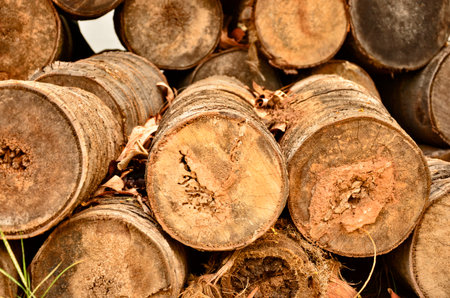 Old palm timber texture closeupの写真素材