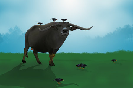 Black singing minah with big buffaloの写真素材