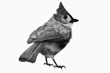 Black and white whiskered bulbul birdの写真素材