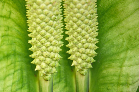 Wonderful patten of wild flowersの写真素材