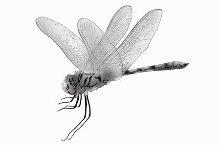 Black and white dragonfly on white backgroundの写真素材