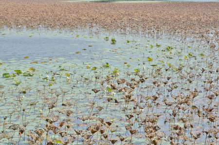 Destroyed lotus leaves in the pondの写真素材