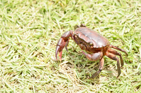 Red fresh water crab on the grassの写真素材