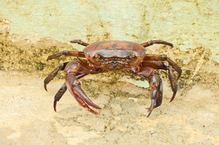 Walking red crap on concrete floorの写真素材