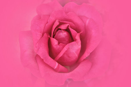 Beautiful lovely red rose in the red backgroundの写真素材