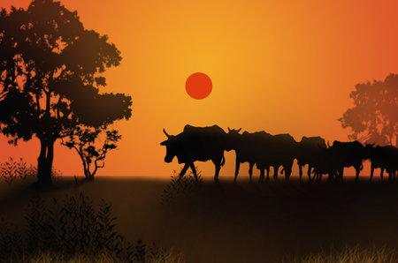 Cow masses with the evening locationの写真素材