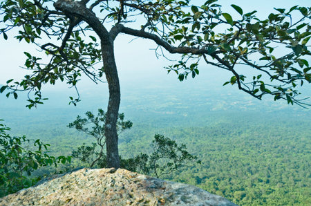 Lonely tree and rock on the cliff