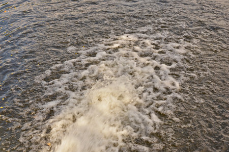 The water currency in the pondの写真素材