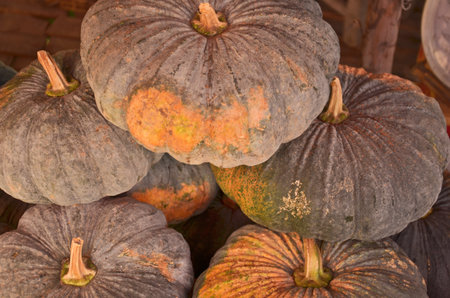 Showing old pumpkin for saleの写真素材