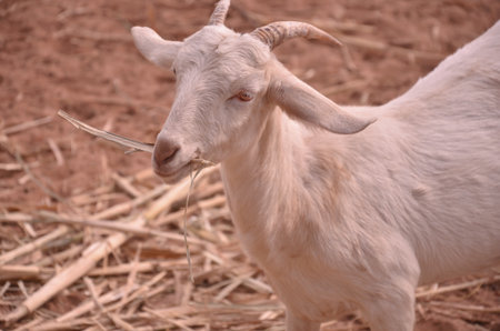White goat eats dry grass