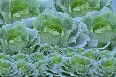 Beautiful longlived cabbages