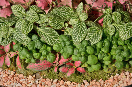 Beautiful pattern of ornament plantsの写真素材