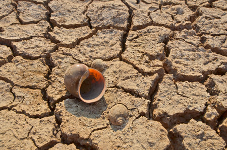 The shells on the cracked earthの写真素材