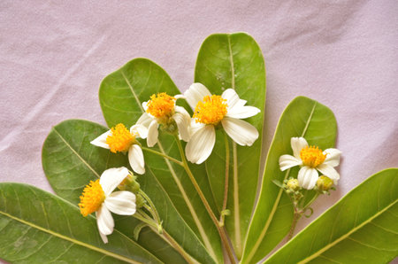 Little white flowers on the leavesの写真素材