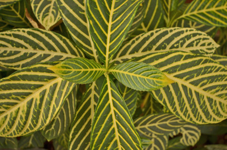 Beautiful pattern of ornament plantの写真素材