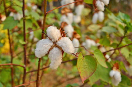 White cotton on the flax treeの写真素材