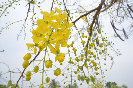 Booming golden shower flowers in the summerの写真素材