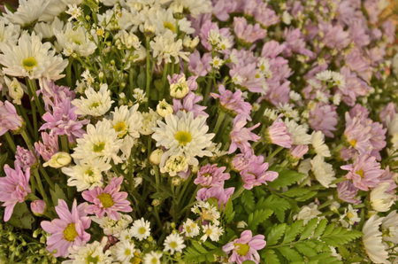 Beautiful color chrysanthemum flowers for ornamentation