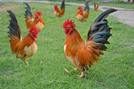 Beautiful bantam cock crowd on the green grass