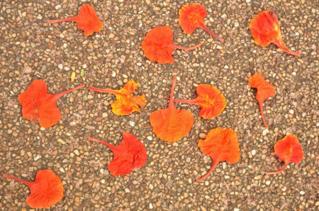 Fallen peacock petal on the floor