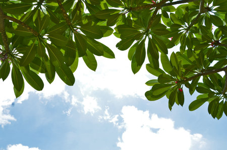 Green leaves with white cloud backgroundの写真素材