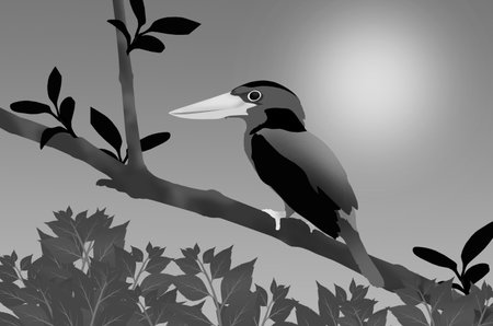 Black and white beautiful little kingfisher on the treeの写真素材