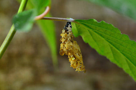 Wonderful chrysalis butterfly hangs on the leafの写真素材