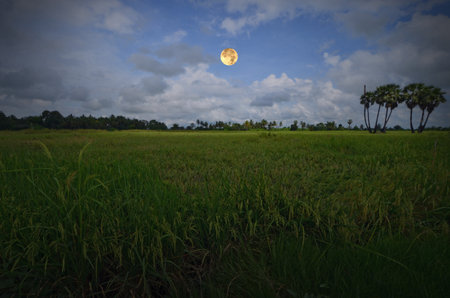 Full moon with clouds over green rice fieldの写真素材