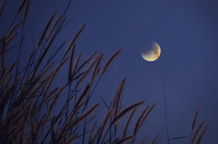 Grass flowers and waning moon in blue skyの写真素材