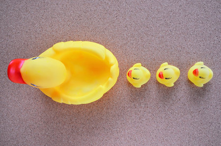 Small ducklings follow their motherの写真素材