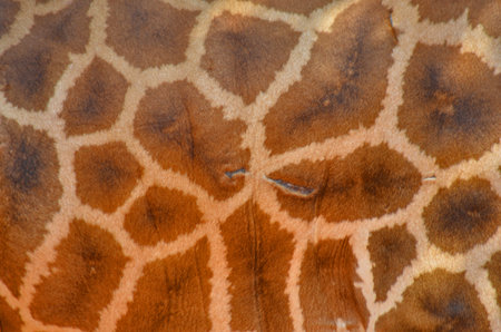 Beautiful zebra leather pattern close upの写真素材