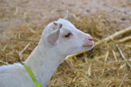 Sweet face action of young white goatの写真素材