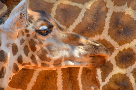 The face and skin texture of giraffeの写真素材