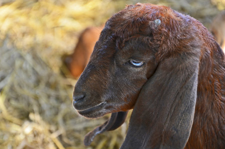 Dark brown sheep on blur backgroundの写真素材