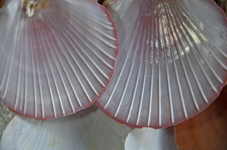 Beautiful in side sea shell close up