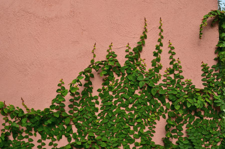 Green creeping plant cling on concrete wall