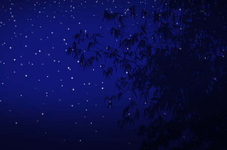 Bright stars and bamboo leaves in dark nightの写真素材